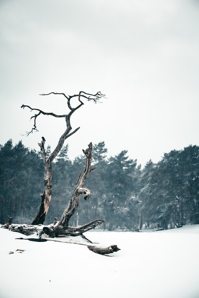 积雪地上的棕色树枝